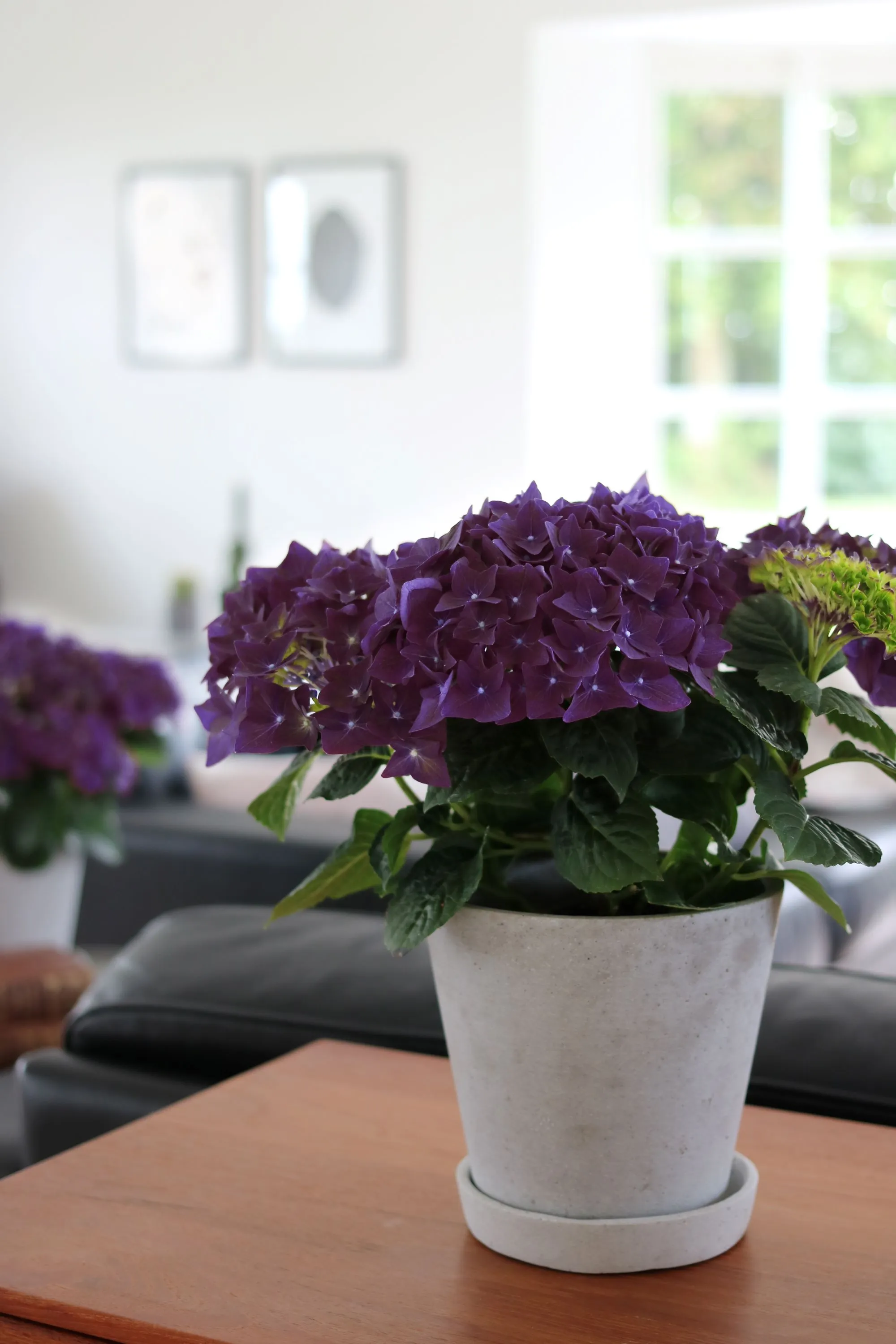 ♡Hydrangea4936さま♡ Hydrangea Macrophylla Miss Belgium – Hydrangeas Plus
